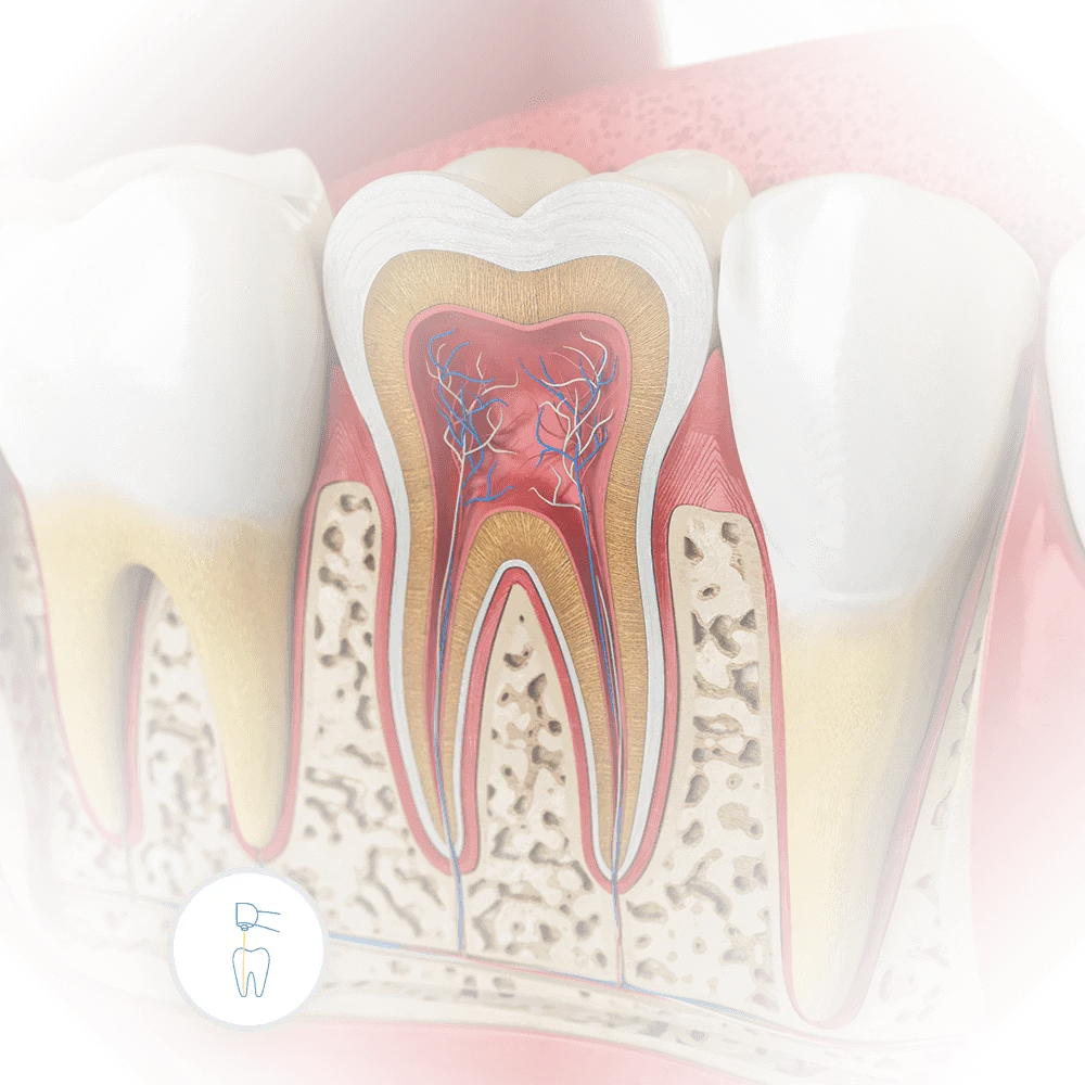 anatomy of a tooth with relation to dental endodontic root canal procedure